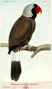 François-Nicolas Martinet - Histoire des oiseaux - Perroquet mascarin