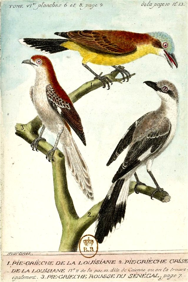 François-Nicolas Martinet - Histoire des oiseaux - Pie grièche grise de la Louisiane