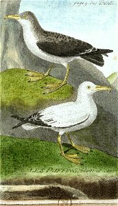 François-Nicolas Martinet - Histoire des oiseaux - VIII - puffin