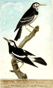 François-Nicolas Martinet - Histoire des oiseaux - V - Étourneau blanc et noir