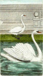 François-Nicolas Martinet - Histoire des oiseaux - VIII - Cygne
