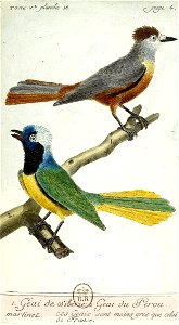 François-Nicolas Martinet - Histoire des oiseaux - V - Geai du Pérou et de Sibérie