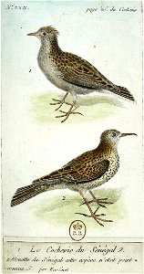 François-Nicolas Martinet - Histoire des oiseaux - IV - Cochevis du Sénégal