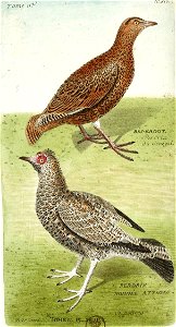 François-Nicolas Martinet - Histoire des oiseaux - Perdrix du Sénégal