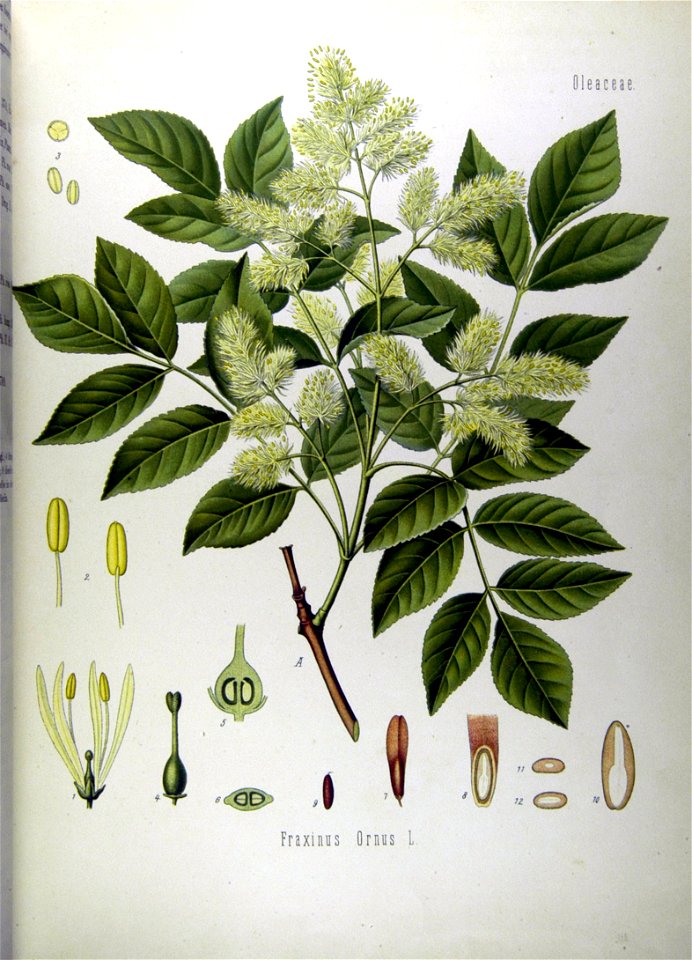 Fraxinus ornus koeh062