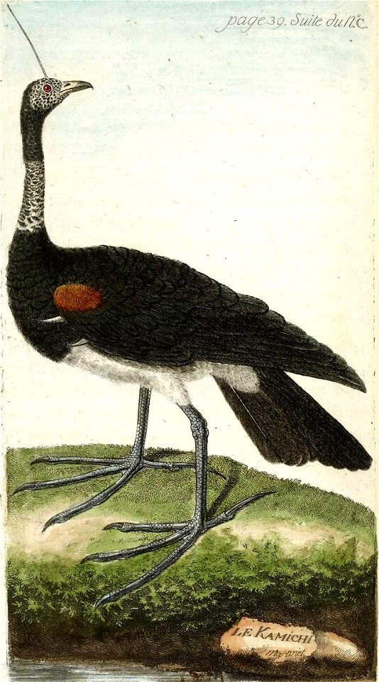 François-Nicolas Martinet - Histoire des oiseaux - VII - Kamichi
