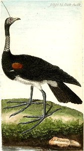 François-Nicolas Martinet - Histoire des oiseaux - VII - Kamichi