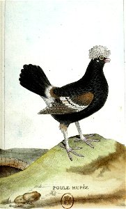 François-Nicolas Martinet - Histoire des oiseaux - Poule huppée