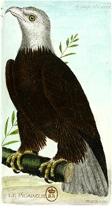 François-Nicolas Martinet - Histoire des oiseaux - Pygargue