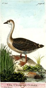 François-Nicolas Martinet - Histoire des oiseaux - Oie de Guinée