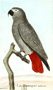 François-Nicolas Martinet - Histoire des oiseaux - Perroquet de Guinée