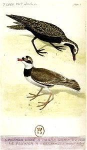 François-Nicolas Martinet - Histoire des oiseaux - VII - pluvier à gorge noire
