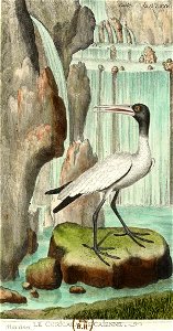 François-Nicolas Martinet - Histoire des oiseaux - VII - Curicaca