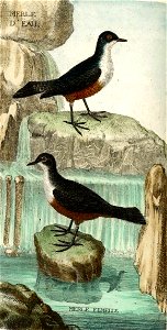 François-Nicolas Martinet - Histoire des oiseaux - VII - Merle d'eau