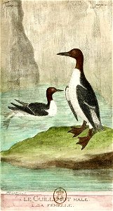 François-Nicolas Martinet - Histoire des oiseaux - VIII - Guillemot (mâle et femelle)