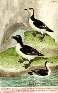 François-Nicolas Martinet - Histoire des oiseaux - VIII - Pingouin