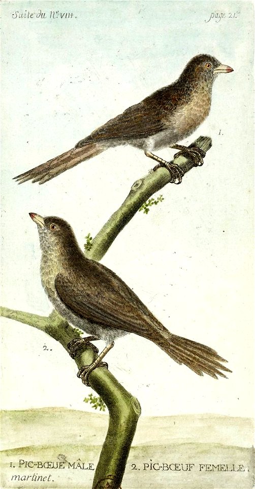 François-Nicolas Martinet - Histoire des oiseaux - V - Pic-bœuf