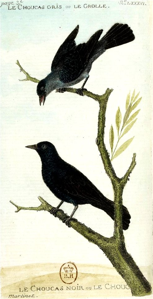 François-Nicolas Martinet - Histoire des oiseaux - V -Choucas