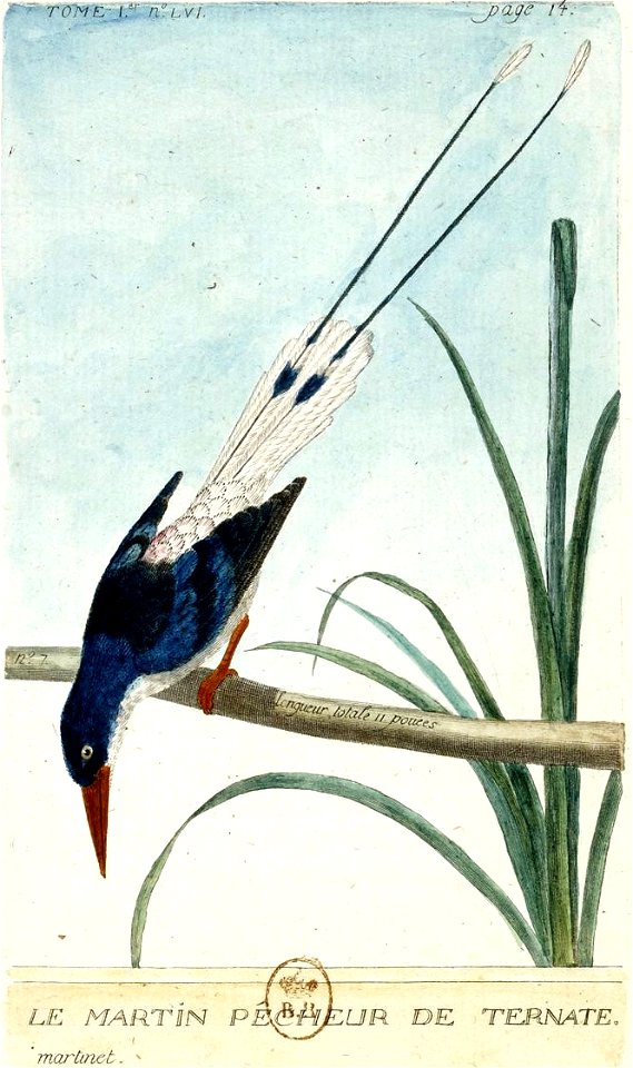 François-Nicolas Martinet - Histoire des oiseaux - Martin pêcheur de Ternate