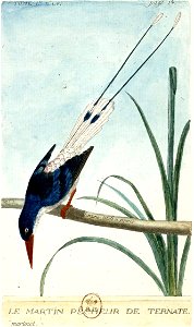 François-Nicolas Martinet - Histoire des oiseaux - Martin pêcheur de Ternate