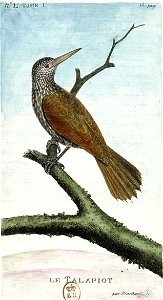 François-Nicolas Martinet - Histoire des oiseaux - Talapiot