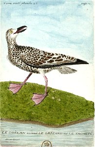 François-Nicolas Martinet - Histoire des oiseaux - VIII - Goéland grisard