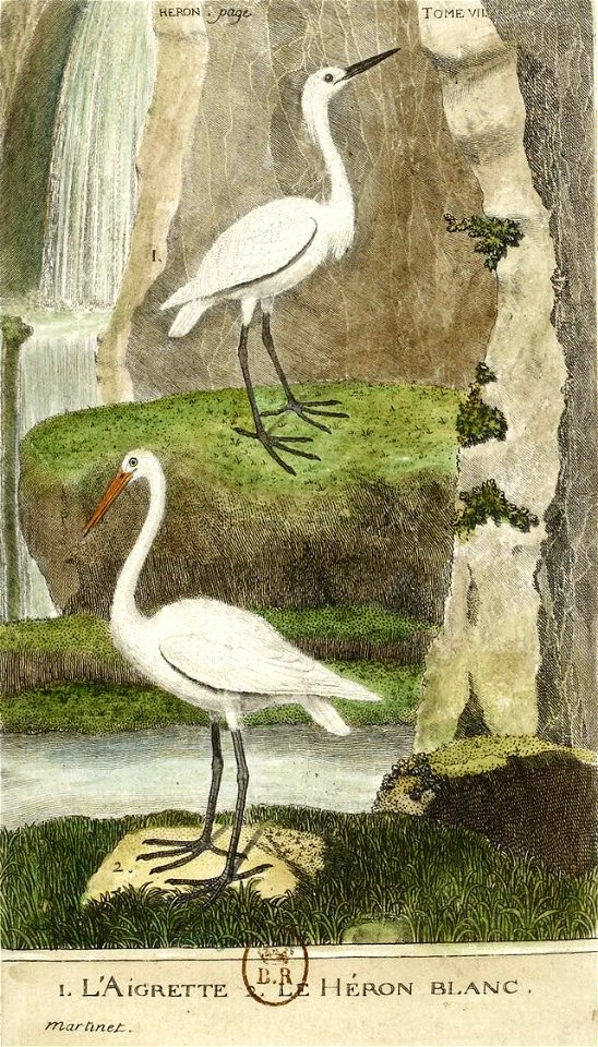 François-Nicolas Martinet - Histoire des oiseaux - VII - Aigrette et Héron blanc