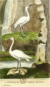 François-Nicolas Martinet - Histoire des oiseaux - VII - Aigrette et Héron blanc
