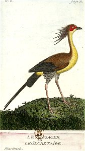 François-Nicolas Martinet - Histoire des oiseaux - VII - Secrétaire