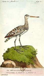 François-Nicolas Martinet - Histoire des oiseaux - VII - btv1b8454709t 247
