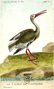 François-Nicolas Martinet - Histoire des oiseaux - VII - btv1b8454709t 277