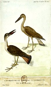 François-Nicolas Martinet - Histoire des oiseaux - VII -Ombrettes