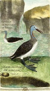 François-Nicolas Martinet - Histoire des oiseaux - VIII - Gaviiformes