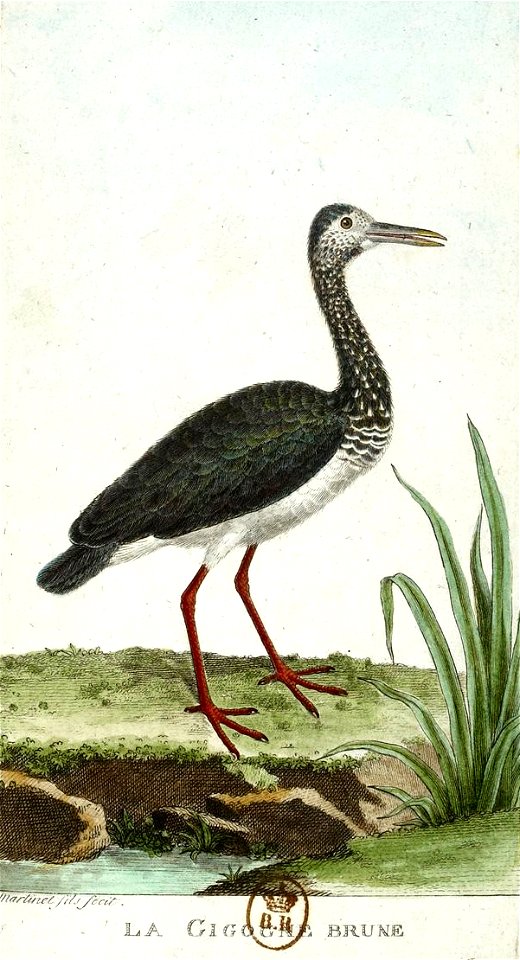 François-Nicolas Martinet - Histoire des oiseaux - VII - Cigogne brune