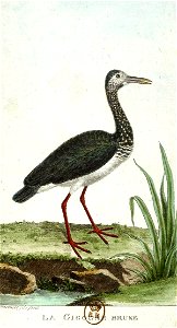 François-Nicolas Martinet - Histoire des oiseaux - VII - Cigogne brune