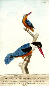 François-Nicolas Martinet - Histoire des oiseaux - Martins pêcheurs de Chine