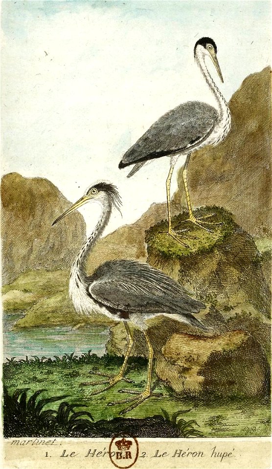 François-Nicolas Martinet - Histoire des oiseaux - VII - Héron