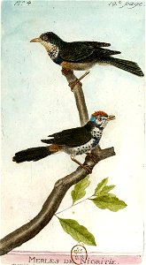 François-Nicolas Martinet - Histoire des oiseaux - V - Merles de Nigritie