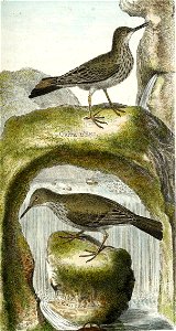François-Nicolas Martinet - Histoire des oiseaux - VII - Grive d'eau