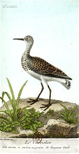 François-Nicolas Martinet - Histoire des oiseaux - VII - Le Chevalier