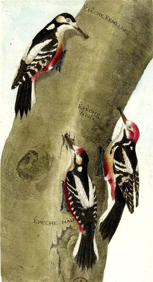 François-Nicolas Martinet - Histoire des oiseaux - Pics épeiches