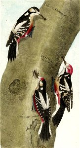 François-Nicolas Martinet - Histoire des oiseaux - Pics épeiches