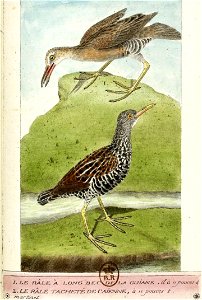 François-Nicolas Martinet - Histoire des oiseaux - VII - Râle à long bec et râle tacheté