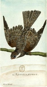 François-Nicolas Martinet - Histoire des oiseaux - IV - Engoulevent