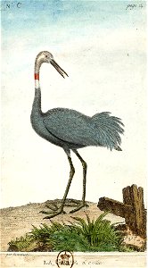 François-Nicolas Martinet - Histoire des oiseaux - VII - Grue à collier
