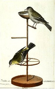 François-Nicolas Martinet - Histoire des oiseaux - III - Tarin