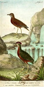 François-Nicolas Martinet - Histoire des oiseaux - VII - Râle huppé et petite Marouette