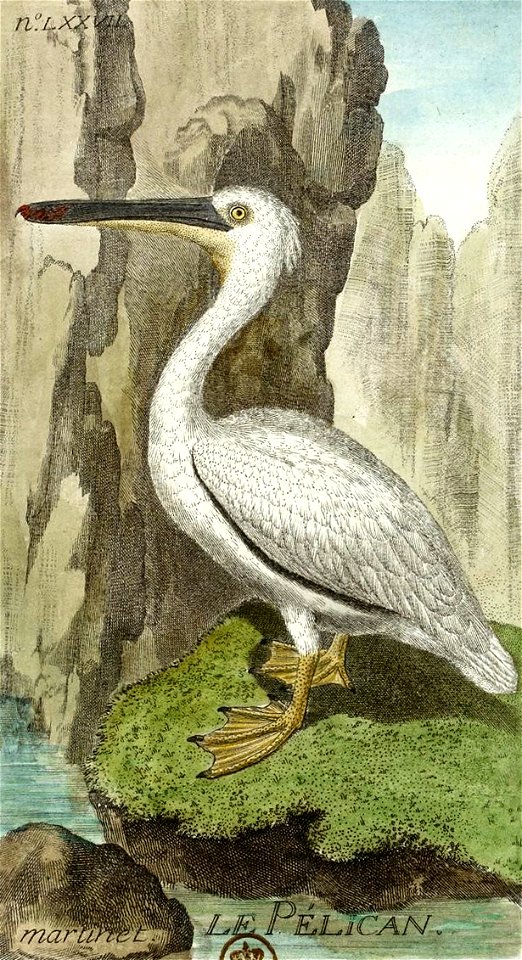 François-Nicolas Martinet - Histoire des oiseaux - VIII - Pélican
