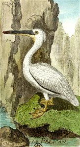 François-Nicolas Martinet - Histoire des oiseaux - VIII - Pélican