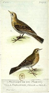 François-Nicolas Martinet - Histoire des oiseaux - IV - Alouette et Farlouse